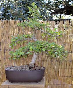 Ficus microcarpa "Green Island"